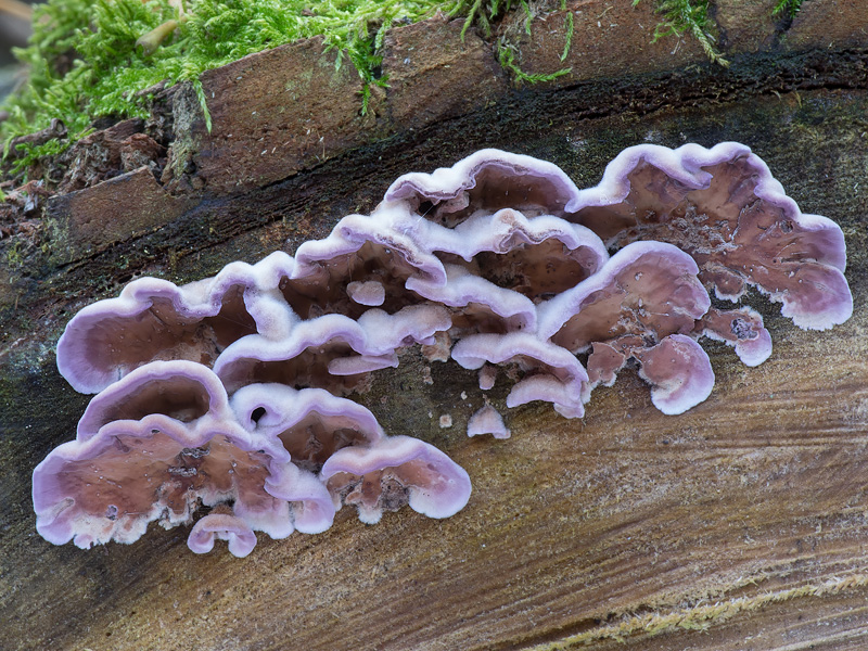 Chondrostereum purpureum